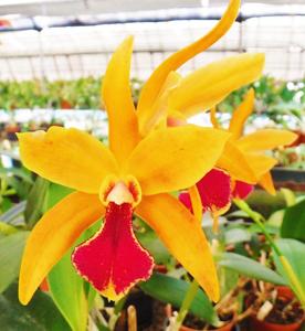 Cattlianthe Borecka's Brilliant