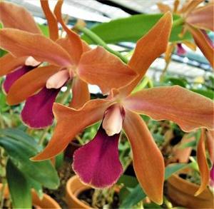 Cattlianthe Borecka's Brilliant