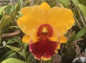 Rhyncholaeliocattleya Chan Hsiu Gold