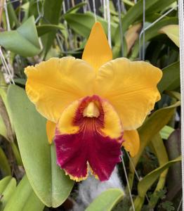 Rhyncholaeliocattleya Chan Hsiu Gold