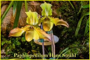 Paphiopedilum Hans Strahl