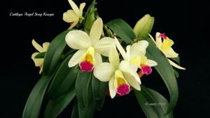 Cattleya Angel Song