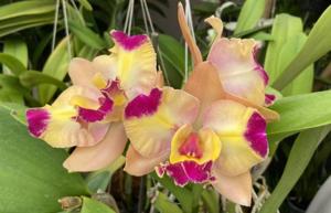 Rhyncholaeliocattleya Shiniti Ishikawa