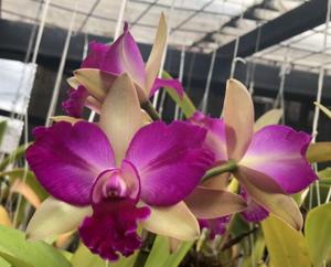 Rhyncholaeliocattleya Shiniti Ishikawa