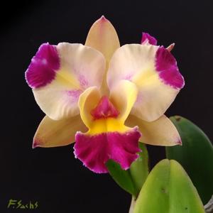 Rhyncholaeliocattleya Shiniti Ishikawa