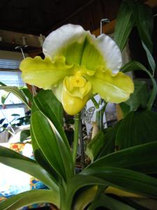 Paphiopedilum Green Oak