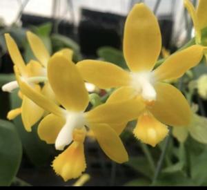 Phalaenopsis Fashion Little Star