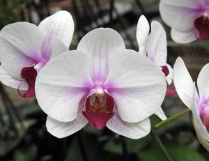 Phalaenopsis Hsinying Mount