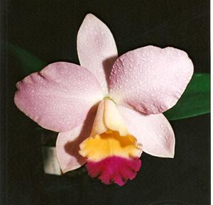 Cattlianthe Madeira Doll