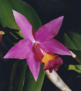 Cattlianthe Madeira Doll