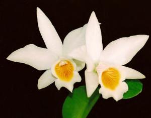 Cattlianthe Madeira Doll