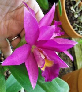 Cattlianthe Madeira Doll
