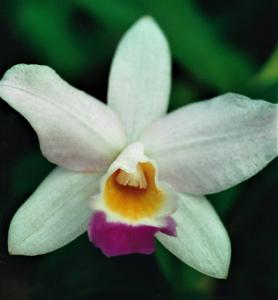 Cattlianthe Madeira Doll