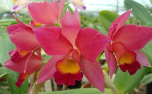 Cattlianthe Madeira Doll