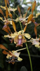 Dendrobium David Baltimore