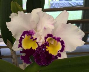 Rhyncholaeliocattleya Chie Hattori