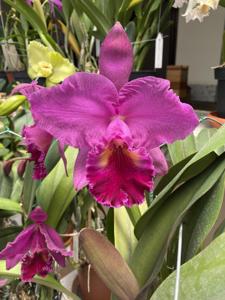 Rhyncholaeliocattleya Mitsuo Akatsuka
