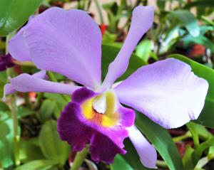 <i>Cattlianthe</i> Mummy's Mariner
