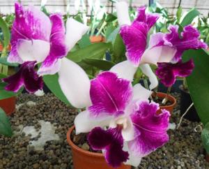 Cattleya Polish Favorite