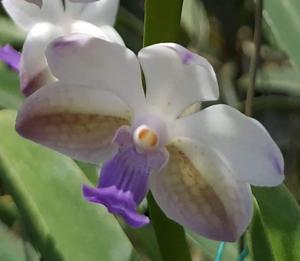 Vandachostylis Mary Ellen