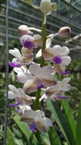 Vandachostylis Mary Ellen