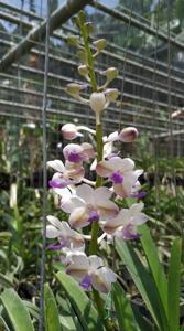 Vandachostylis Mary Ellen