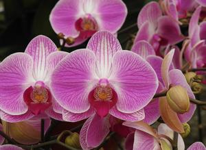 Phalaenopsis Hsinying Webber