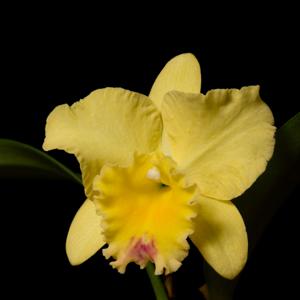 Rhyncholaeliocattleya Lisa Taylor Gallis