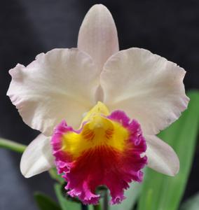 Rhyncholaeliocattleya Lisa Taylor Gallis