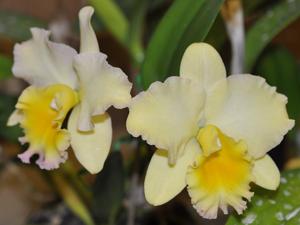 Rhyncholaeliocattleya Lisa Taylor Gallis