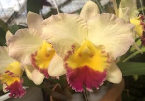 Rhyncholaeliocattleya Lisa Taylor Gallis