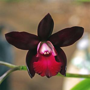 Cattlianthe Fireball Fame