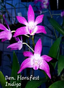 Dendrobium Florafest Indigo