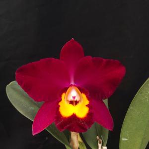 Rhyncholaeliocattleya Hawaiian Prominence