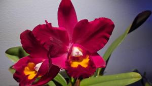 Rhyncholaeliocattleya Hawaiian Prominence