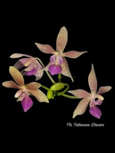 Phalaenopsis Fabienne Dream