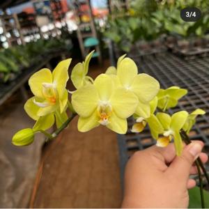 Phalaenopsis Brother Pico Bahama