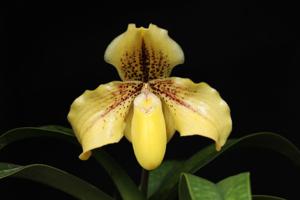 Paphiopedilum Sabrina Eickhoff