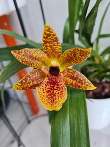 Propetalum Kiwi Leopard