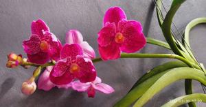 Vanda Watsatree Delight