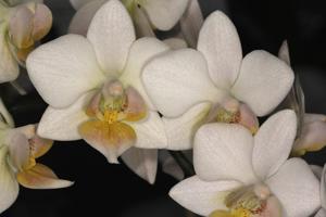 Phalaenopsis Liu's Fantasy