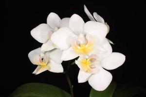 Phalaenopsis Liu's Fantasy