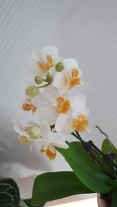 Phalaenopsis Liu's Fantasy