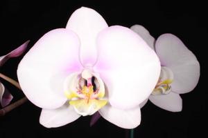 Phalaenopsis Akatsuka Jewel