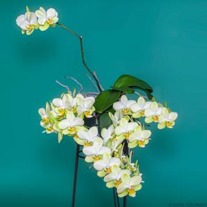 Phalaenopsis Pure Moon