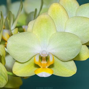 Phalaenopsis Pure Moon