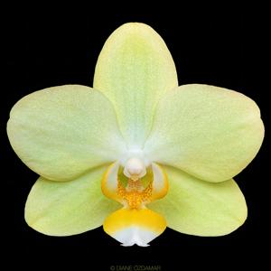 Phalaenopsis Pure Moon