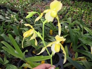 Paphiopedilum Alex's Spots