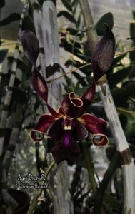 Dendrobium Husmadi