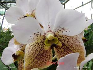 Vanda Crownfox Diva